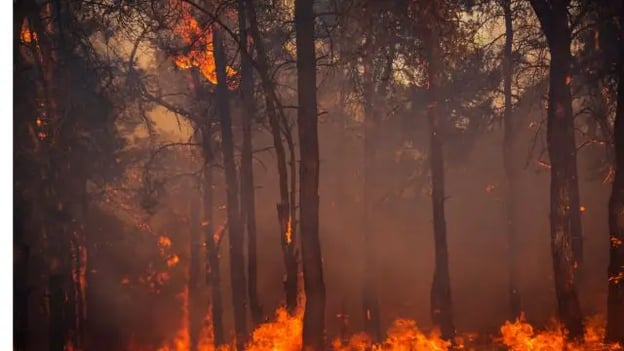 trees burning in wildfire
