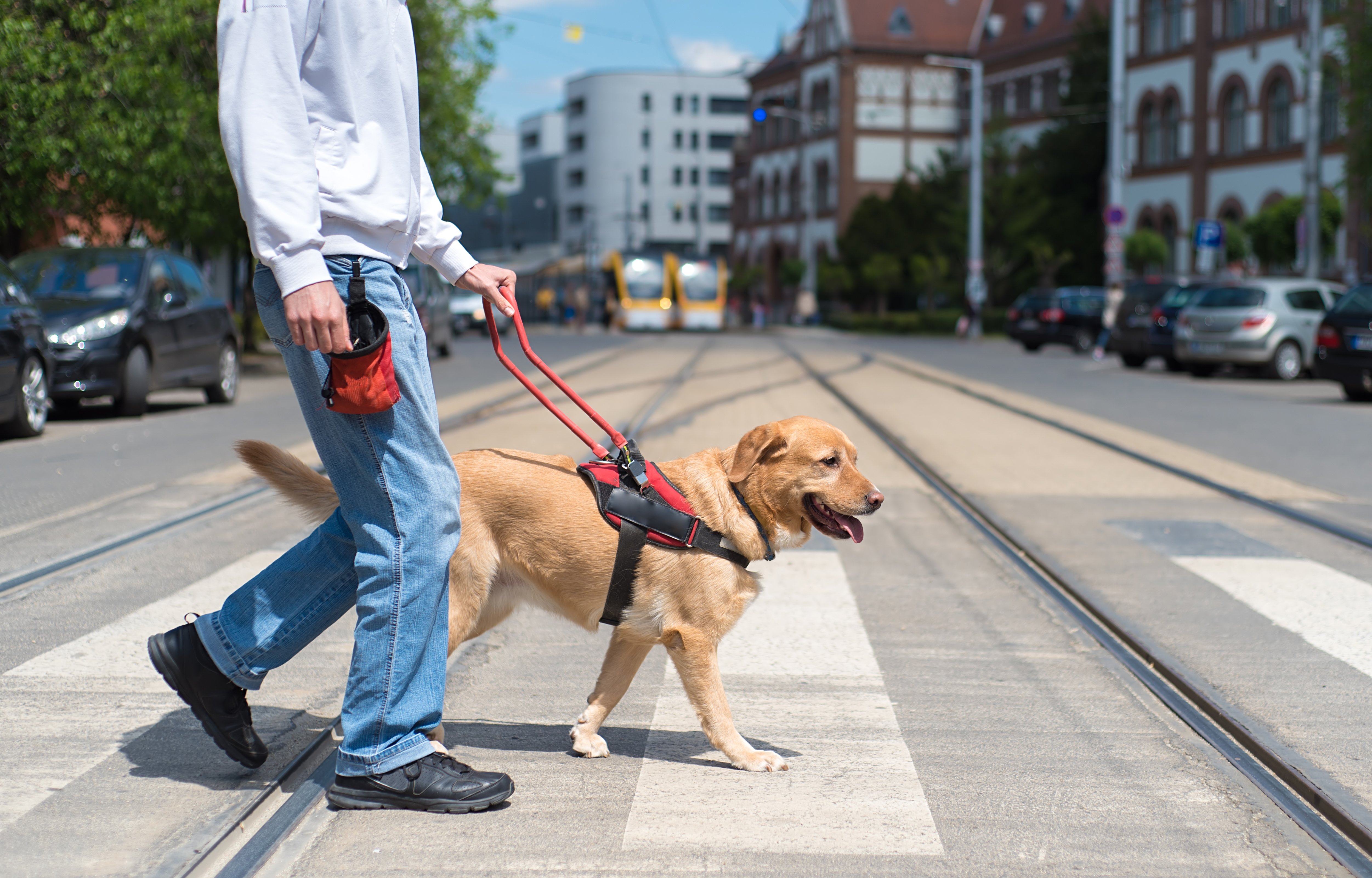 are emotional support dogs the same as service dogs