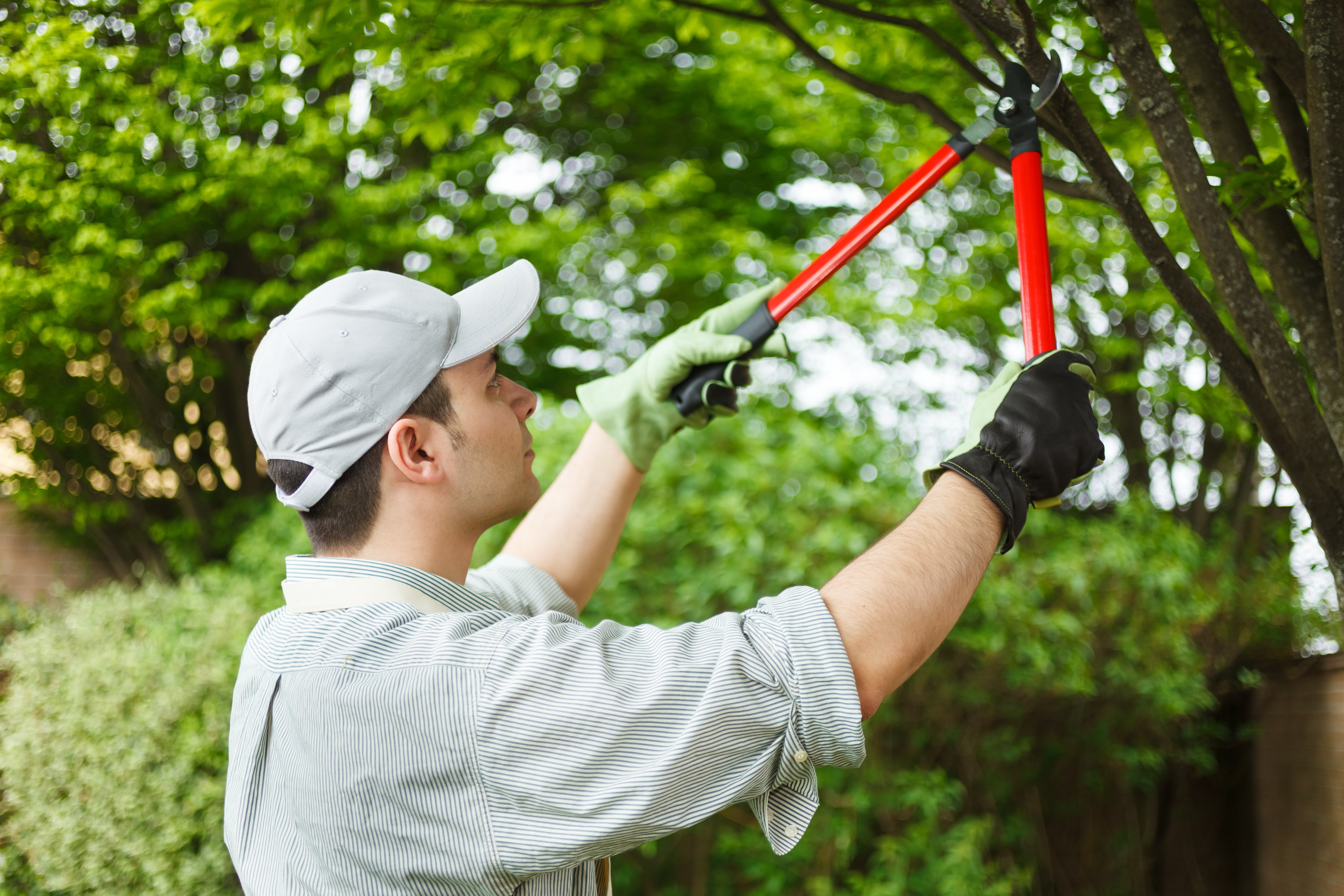 Tree Trimming and Maintenance: Common HOA Tree Policy Questions