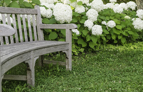 wooden bench next to spring flowers