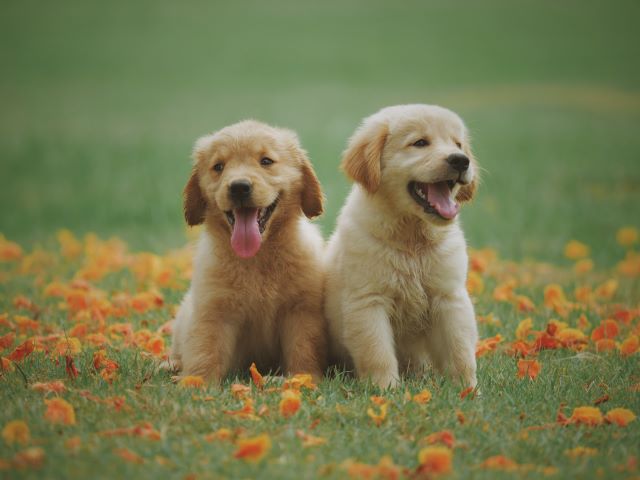 puppies with their tongues out