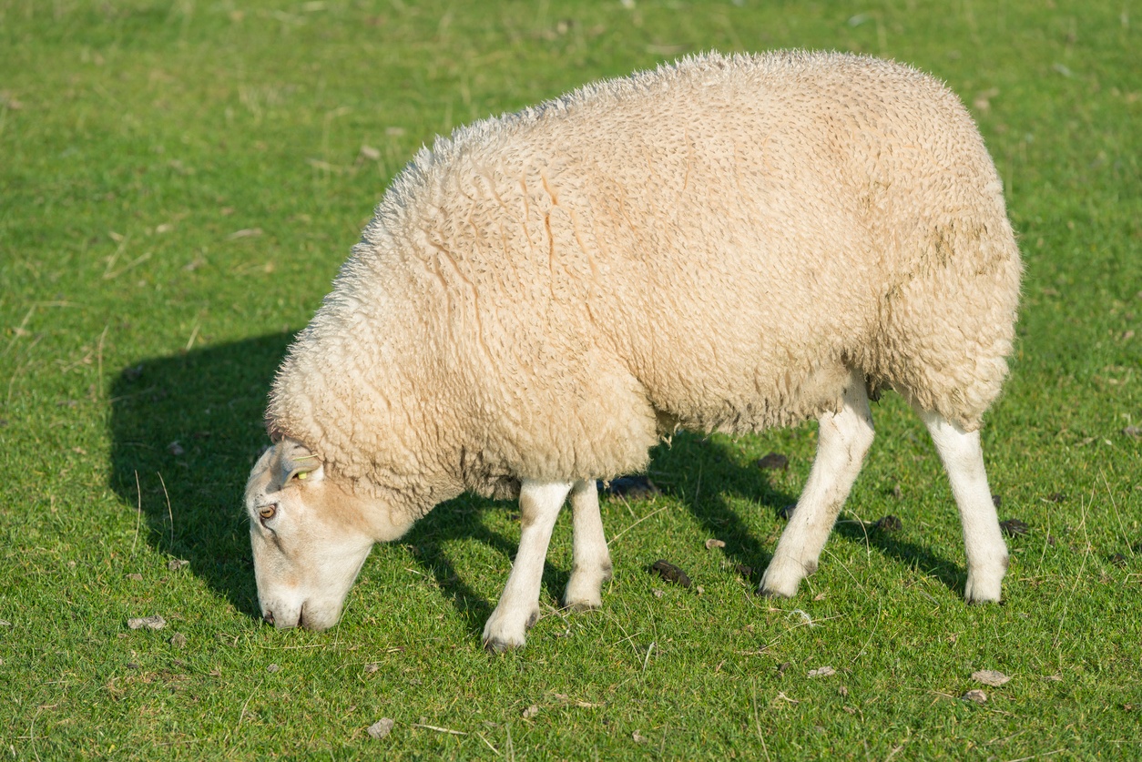 Mowing HOA Common Areas: The Sheep Solution